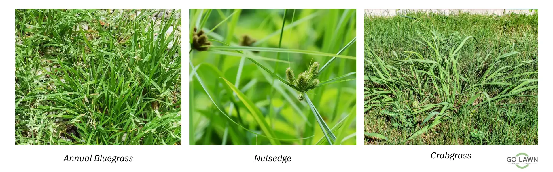 weeds that look like grass in georgia